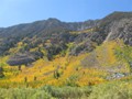 CA: Eastern Sierra Fall Colors